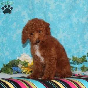 Starfish, Toy Poodle Puppy